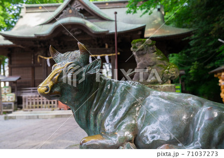谷保天満宮（やぼてんまんぐう）の牛の像と拝殿 71037273