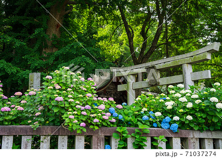 谷保天満宮（やぼてんまんぐう）の紫陽花 71037274