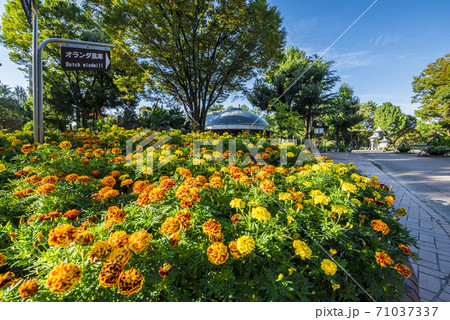 愛知県　名古屋市　名城公園 71037337