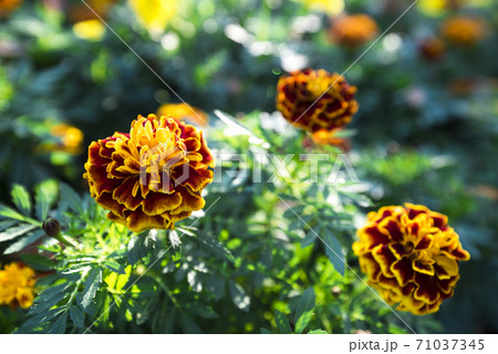 マリーゴールド マリーゴールド 71037345