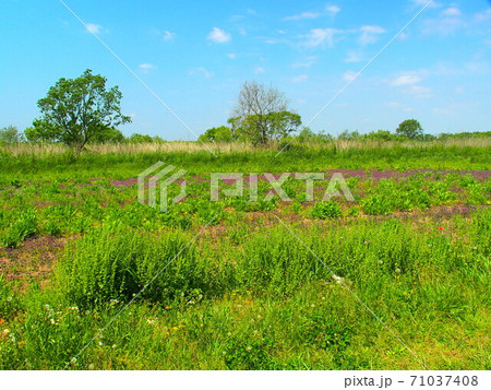 初夏のホトケノザ咲く江戸川河川敷風景 初夏のホトケノザ咲く江戸川河川敷風景 71037408