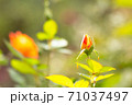 まだ開いていないバラの花の蕾のアップ 71037497