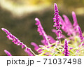 陽を受けて紫に輝くアメジストセージの花のアップ 71037498