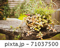 ガーデンの木のテーブルに置かれた寄せ植えの鉢 71037500