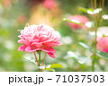 満開に開いたピンクのバラの花びらのアップ 71037503