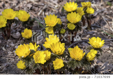 フクジュソウ 71037699