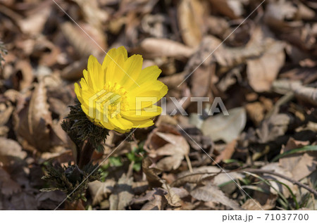 フクジュソウ 71037700