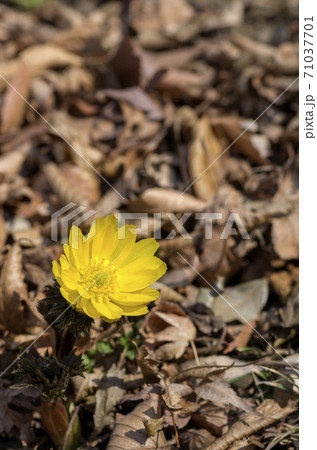 フクジュソウ 71037701