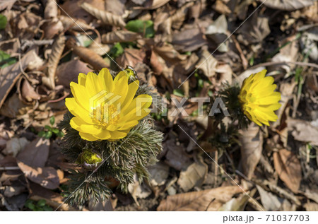 フクジュソウ 71037703