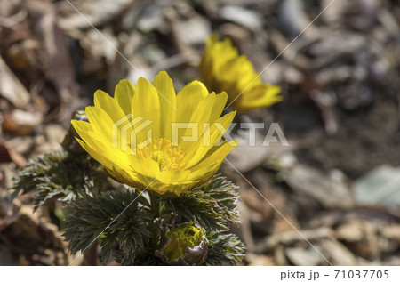 フクジュソウ 71037705