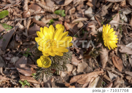 フクジュソウ 71037708