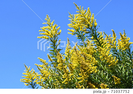 セイタカアワダチソウ(背高泡立草) セイタカアワダチソウ(背高泡立草) 71037752