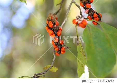 真っ赤な、コブシの実 真っ赤な、コブシの実 71037847