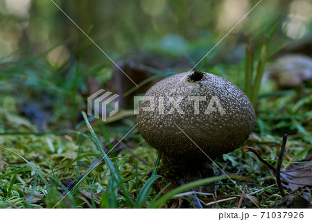 ホコリダケ ホコリダケ 71037926