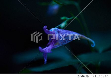 ツリフネソウの花 71037932