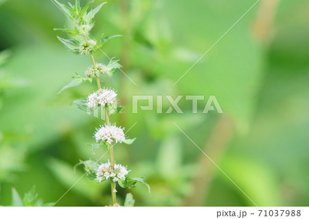 ハッカの花の写真素材