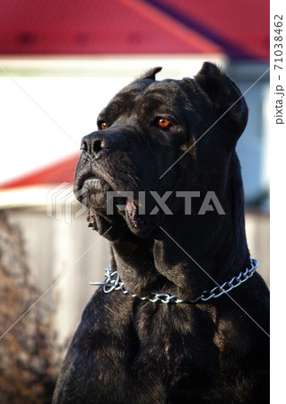 Portrait of a Beautiful Big Black Dog Breed Italian Cane Corso Stock Image  - Image of portrait, animal: 165965131