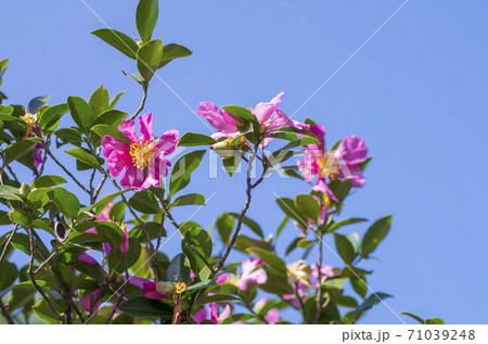 サザンカ サザンカ 71039248