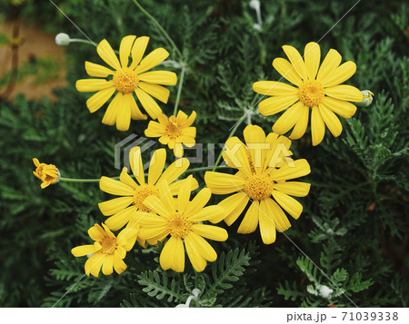 Daisy flower yellow petal nature background 71039338