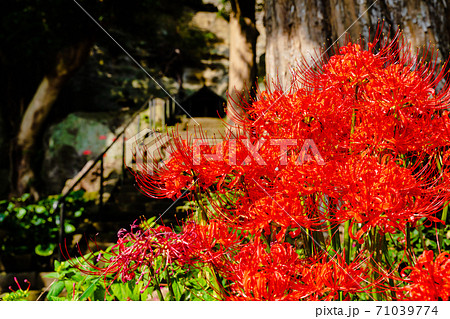 鎌倉 英勝寺の彼岸花の写真素材