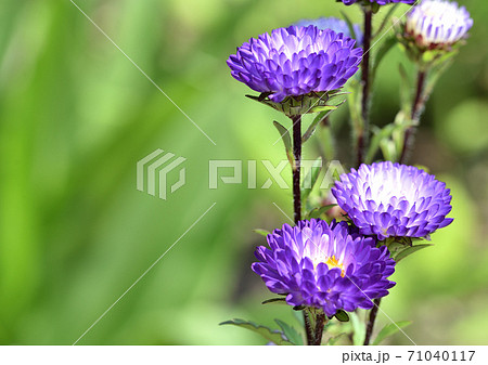 アスターの花 71040117