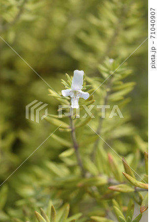 Coastal rosemary 71040907