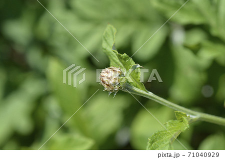 Pink Bachelors Button 71040929