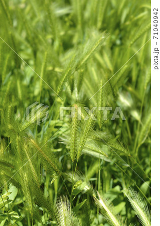 Wall barley Wall barley 71040942