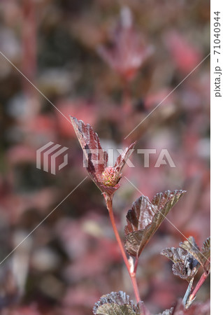 Ninebark Ninebark 71040944