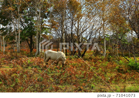 紅葉の安比高原 紅葉の安比高原 71041073