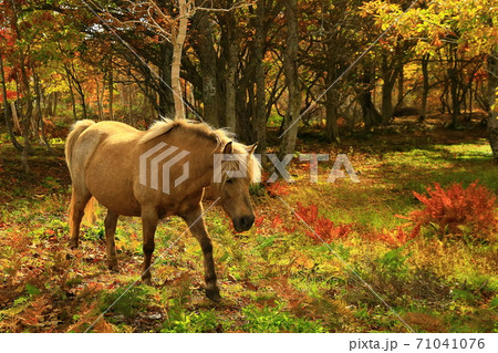 紅葉の安比高原 紅葉の安比高原 71041076