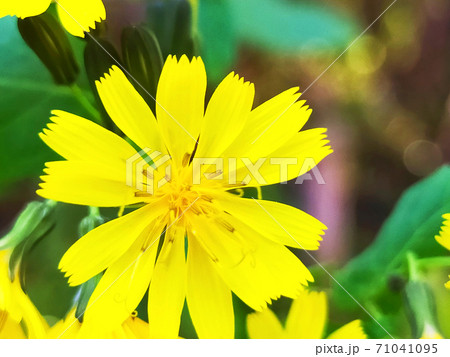 ヤクシソウの花 71041095