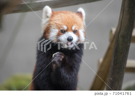 天真爛漫　レッサーパンダ 71041761
