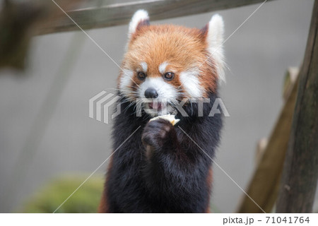 天真爛漫 レッサーパンダ 天真爛漫 レッサーパンダ 71041764