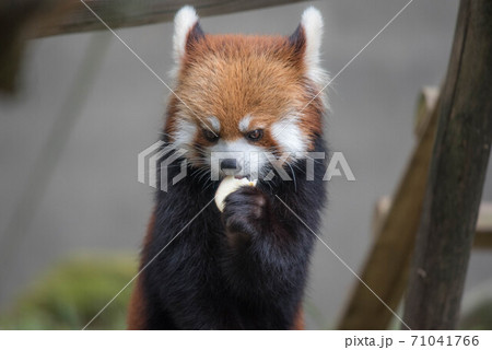 天真爛漫　レッサーパンダ 71041766