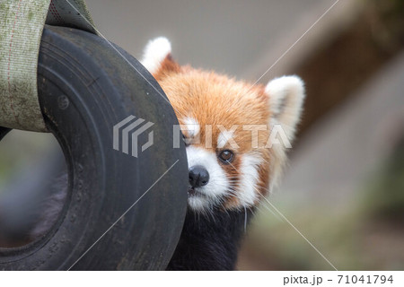 天真爛漫 レッサーパンダ 天真爛漫 レッサーパンダ 71041794