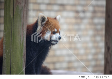 天真爛漫　レッサーパンダ 71041797