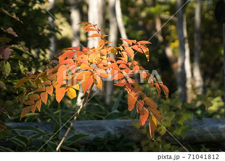 九重の紅葉 71041812