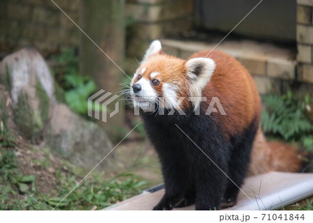 天真爛漫 レッサーパンダ 天真爛漫 レッサーパンダ 71041844