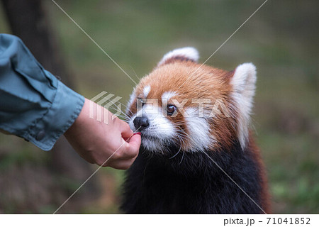 天真爛漫 レッサーパンダ 天真爛漫 レッサーパンダ 71041852