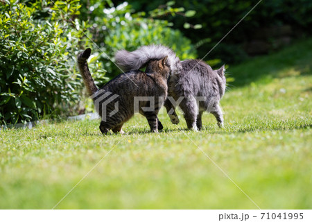 cat smelling another cat's butt cat smelling another cat's butt 71041995