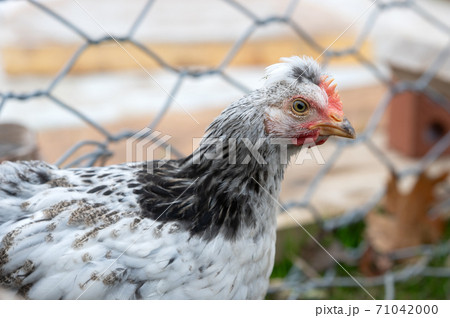 Cream crested legbar chick close up in the garden 71042000