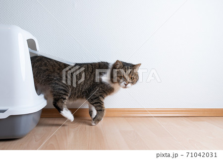 cat coming out of litter box cat coming out of litter box 71042031