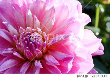 満開のダリア 71042116