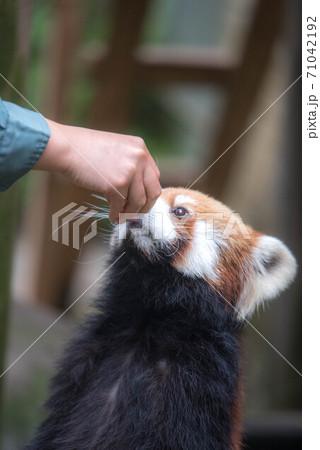 天真爛漫　レッサーパンダ 71042192