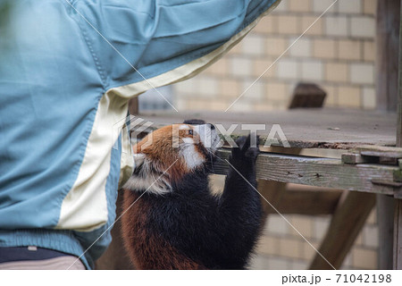天真爛漫　レッサーパンダ 71042198
