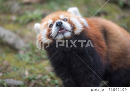 天真爛漫 レッサーパンダ 天真爛漫 レッサーパンダ 71042199