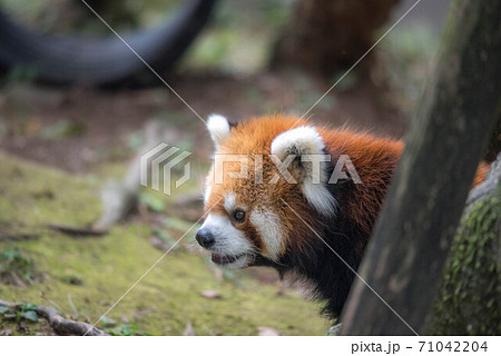 天真爛漫　レッサーパンダ 71042204