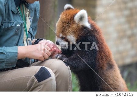 天真爛漫　レッサーパンダ 71042215