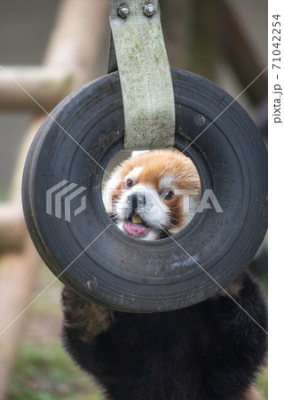 天真爛漫 レッサーパンダ 天真爛漫 レッサーパンダ 71042254